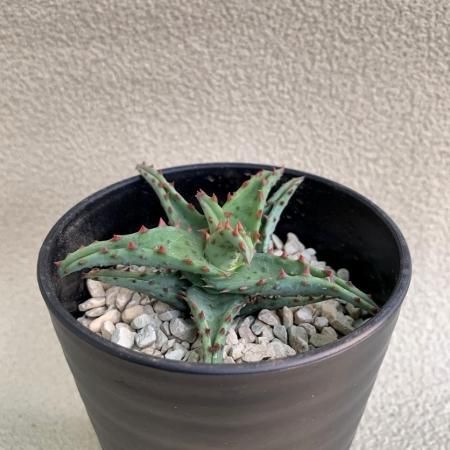 Aloe castilloniae