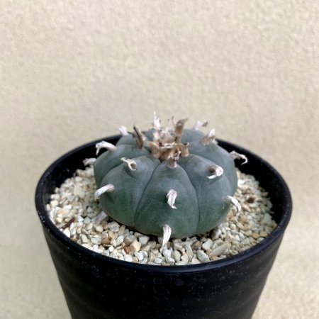 Lophophora williamsii