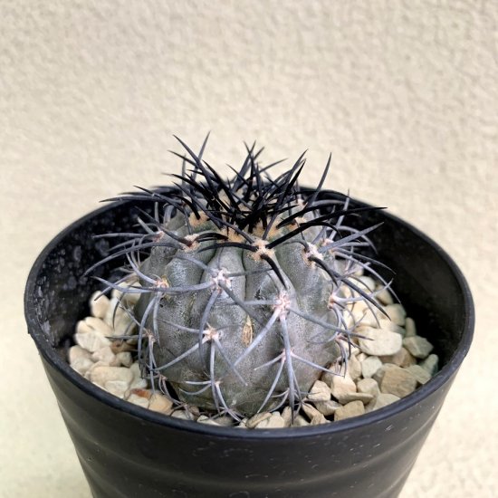 Copiapoa calderana - SABOSABO STORE