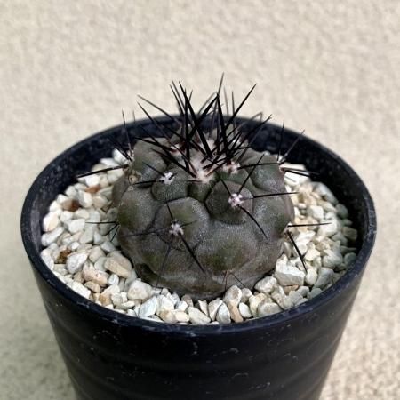 Copiapoa cinerea