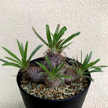 Pachypodium Gracilius