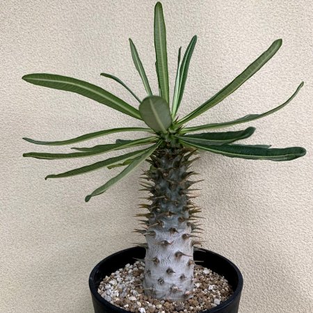 Pachypodium ambongense