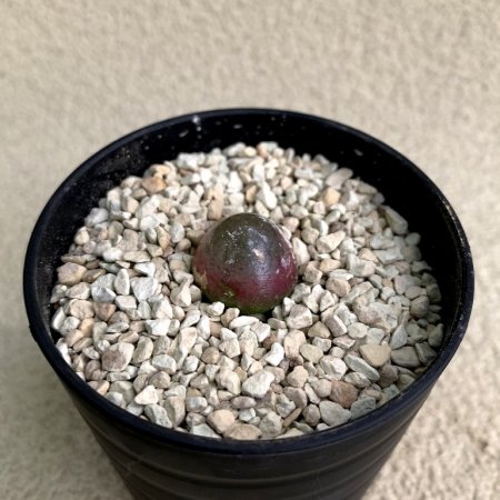 Conophytum burgeri