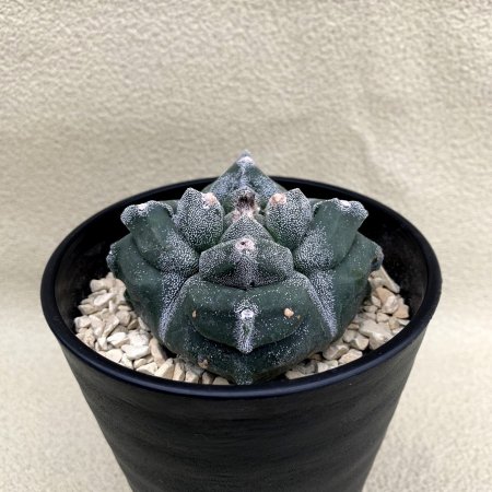 Astrophytum myriostigma KIKKOU