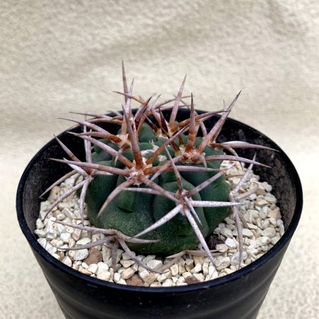 Gymnocalycium ferosior