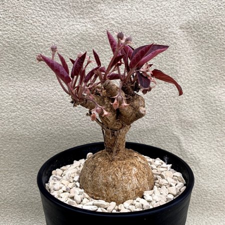 Euphorbia labatii f. 'RedLeaf