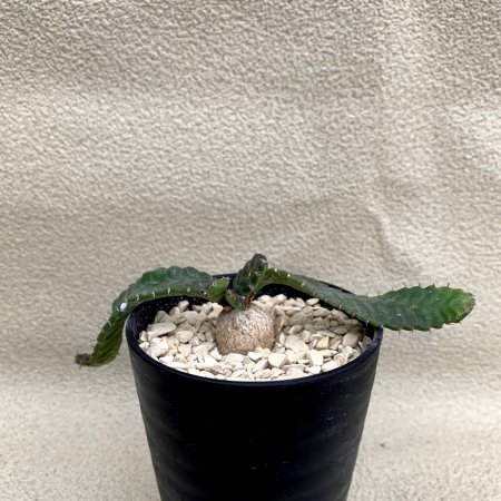 Euphorbia stellata