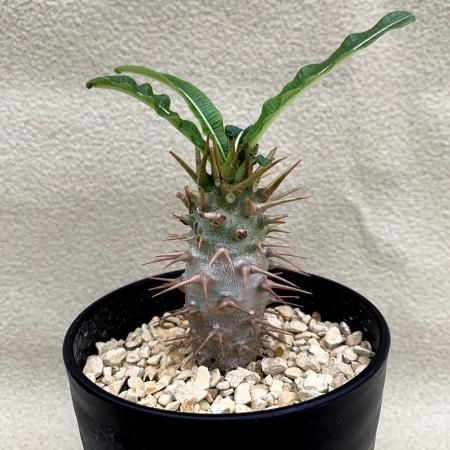 Pachypodium ambongense