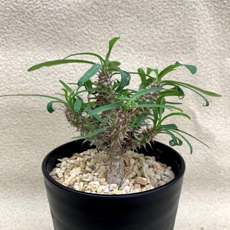 Euphorbia rossii