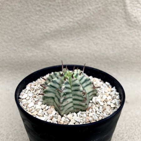 Euphorbia meloformis variegata