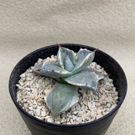 Agave isthmensis KABUTOGANI variegata