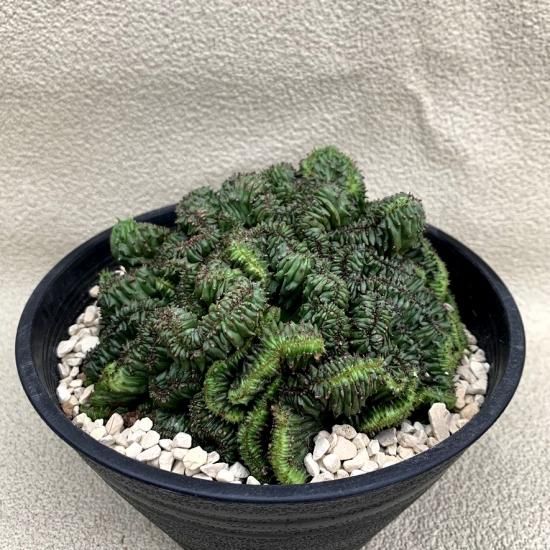 uphorbia horrida f.cristata - SABOSABO STORE