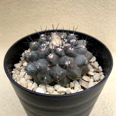 Copiapoa montana