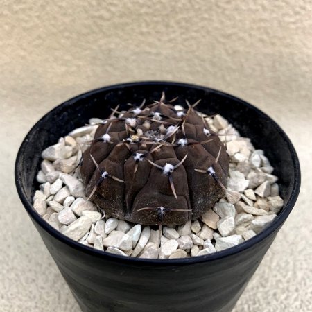 Gymnocalycium riojense