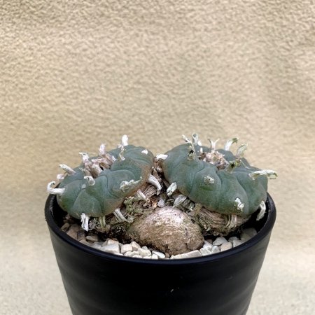 Lophophora williamsii 