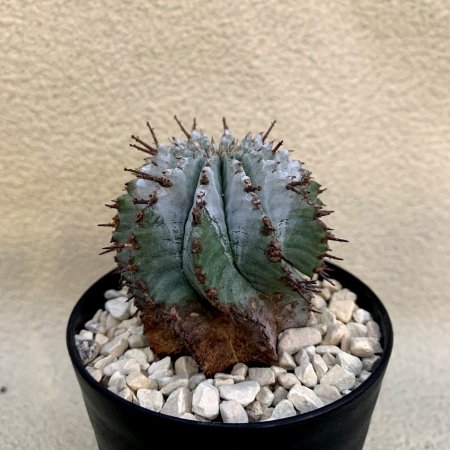 Euphorbia polygona 