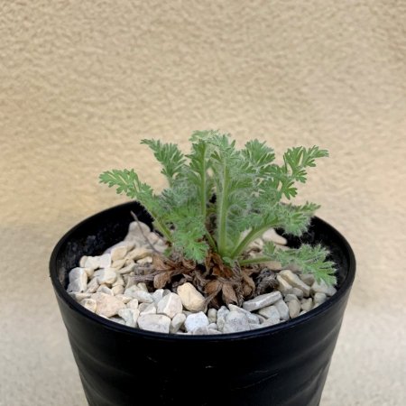 Pelargonium appendiculatum