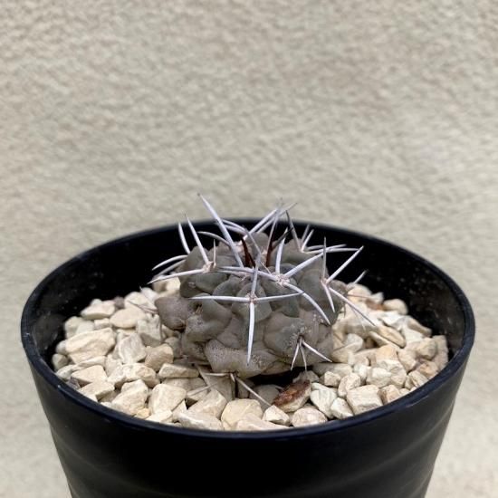 Copiapoa fiedleriana - SABOSABO STORE