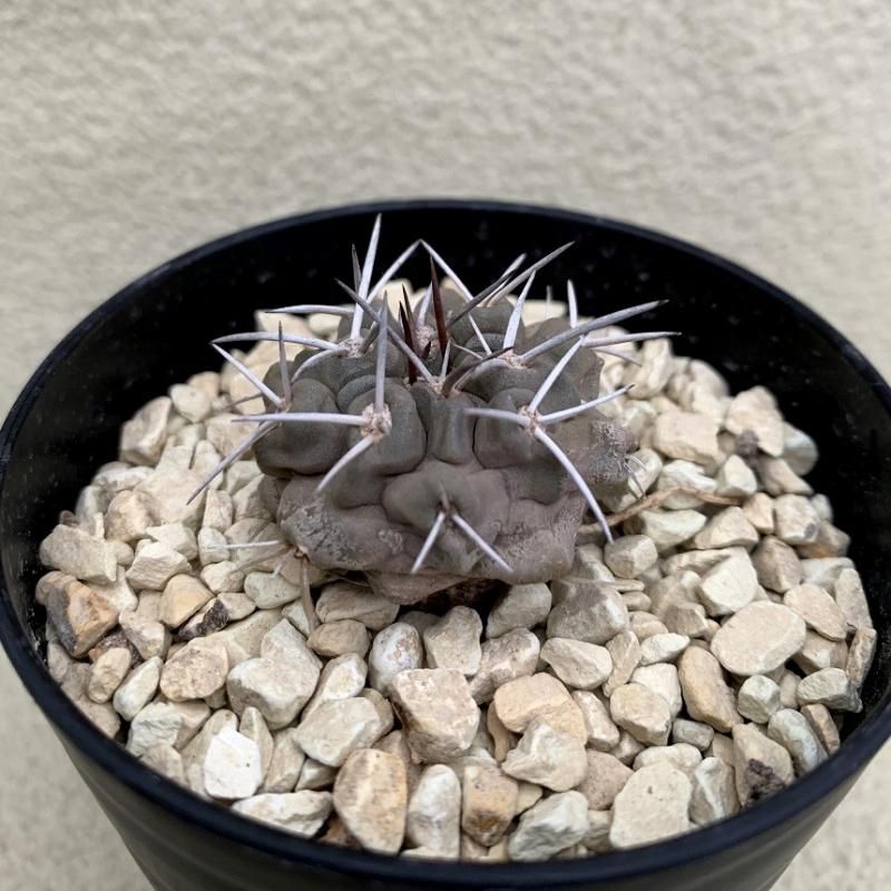 コピアポア　フィードレリアナ JMT440 1苗 コピアポア フィードレリアナ JMT440 1苗 Copiapoa | RIMO'S GREEN