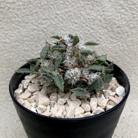 Euphorbia tulearensis