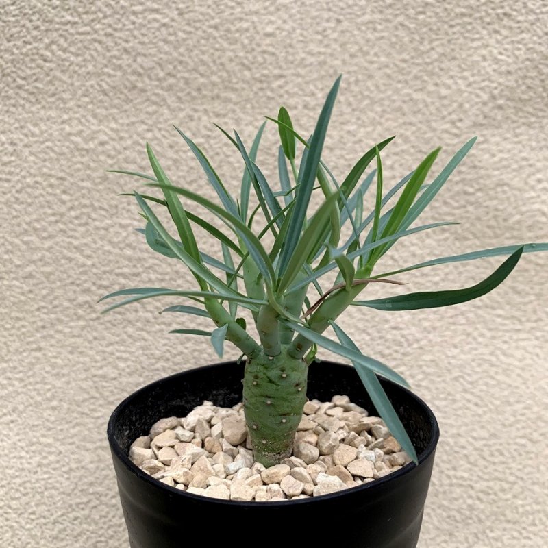 Euphorbia etuberculosa - SABOSABO STORE