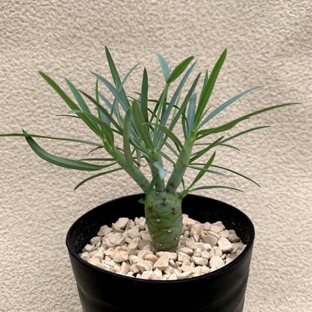 Euphorbia etuberculosa