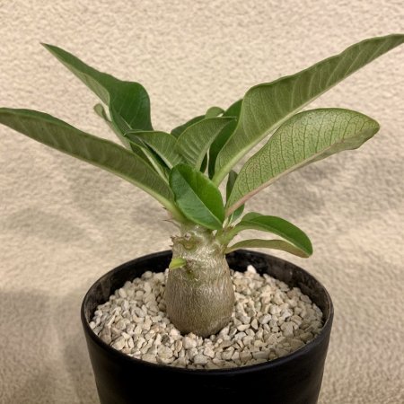 Pachypodium windsorii