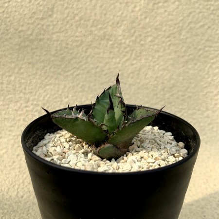 Agave titanota Blackfire