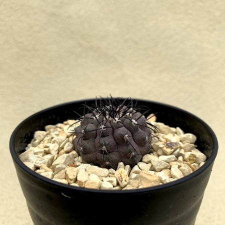 Copiapoa cinerascens