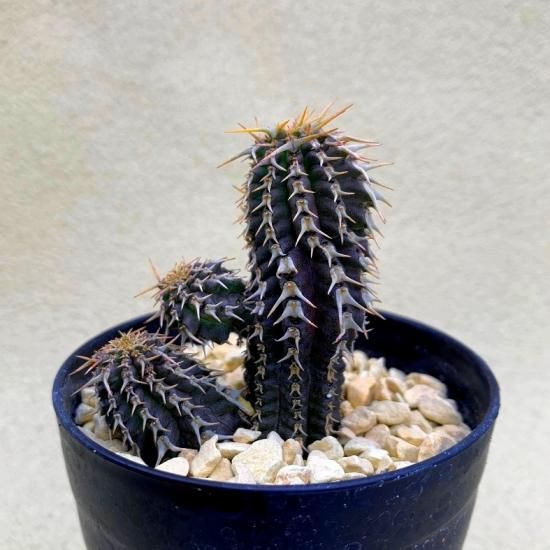 Euphorbia phillipsioides - SABOSABO STORE