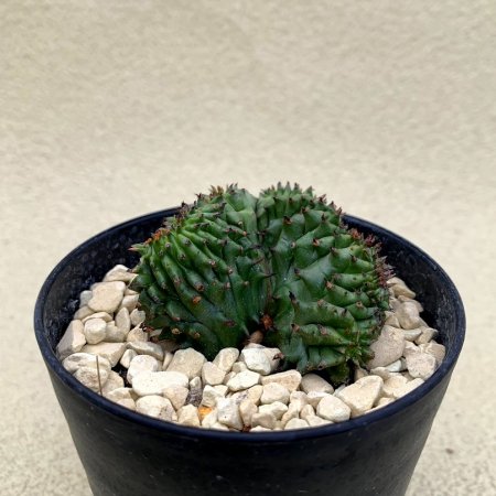 Euphorbia horrida cristata