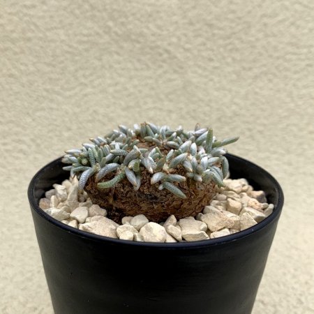 Avonia quinaria ssp.alstonii