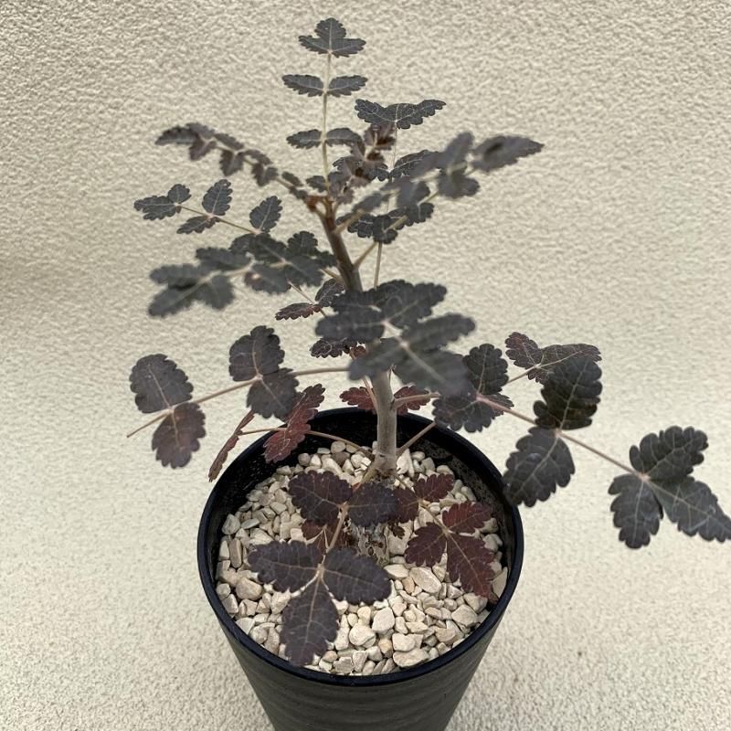 Boswellia dioscoridis - SABOSABO STORE Boswellia dioscoridis - SABOSABO STORE