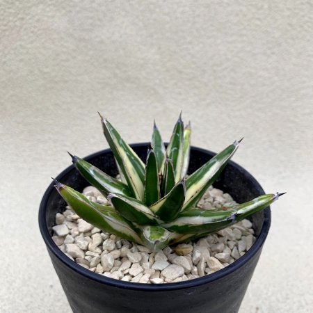 Agave victoriae-reginae variegata 'Rocky hakusan' 