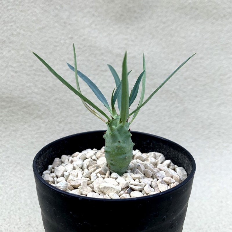 ユーフォルビア・エチュベルクローサ Euphorbia etuberculosa - 植物 