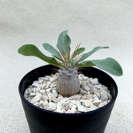 Pachypodium namaquanum