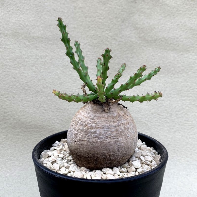 Euphorbia decidua - SABOSABO STORE