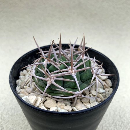 Gymnocalycium ferocior