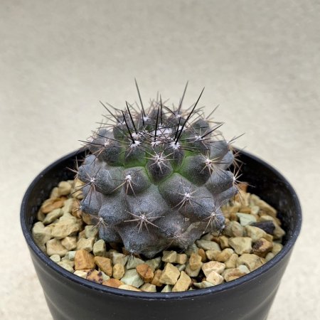 Copiapoa montana