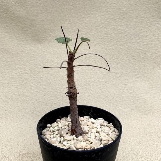 Pelargonium cortusifolium - SABOSABO STORE