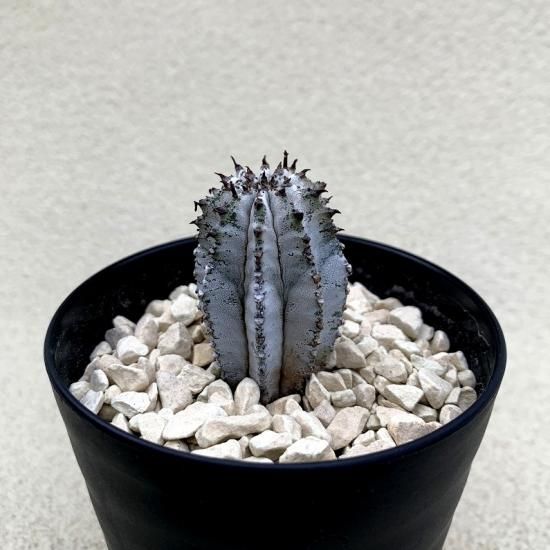 Euphorbia Polygona Snowflake Sabosabo Store Euphorbia Polygona Snowflake Sabosabo Store
