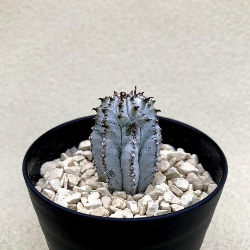 Euphorbia Polygona Snowflake Sabosabo Store Euphorbia Polygona Snowflake Sabosabo Store