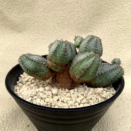 Euphorbia pseudo globosa