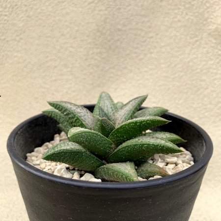 Haworthia hyb.'Kintaikyou'