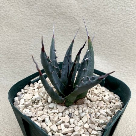 Agave uthaensis var. nevadensis