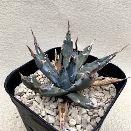 Agave utahensis var.eborispina