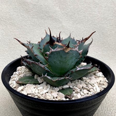 Agave titanotaRed Catweezle