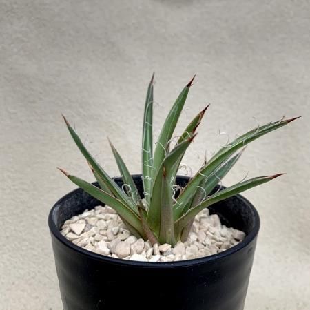 Agave leopoldii - SABOSABO STORE
