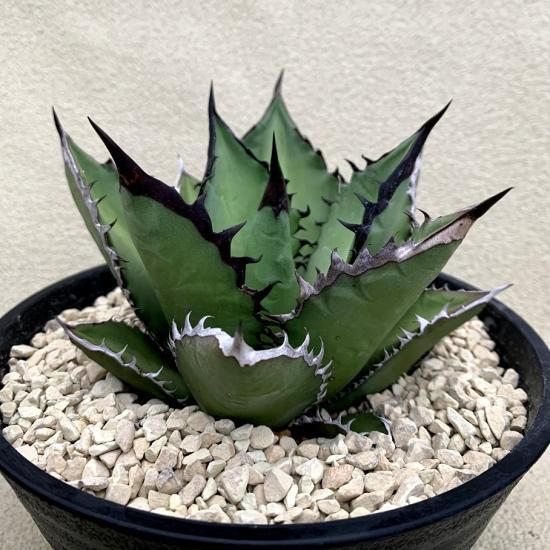 Agave titanota “Black Fire” - SABOSABO STORE