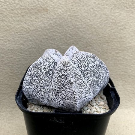 Astrophytum myriostigma ONZUKA